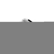 Honey Bee Hoopy Earrings - Rose Gold and Silver